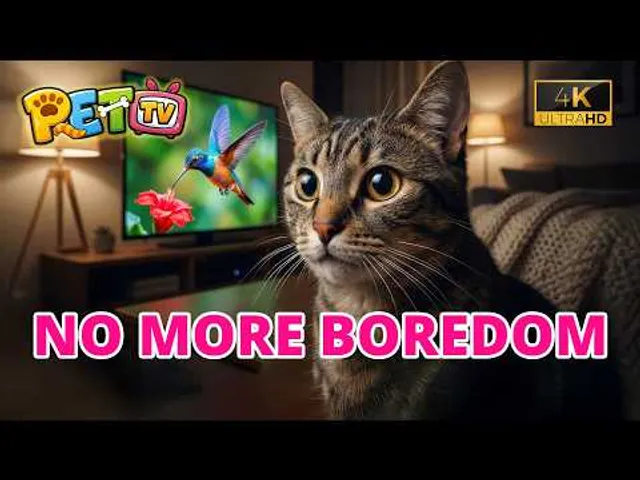 4K Bird Videos for Cats to Watch 🐦 Cat TV with Real Bird Sounds